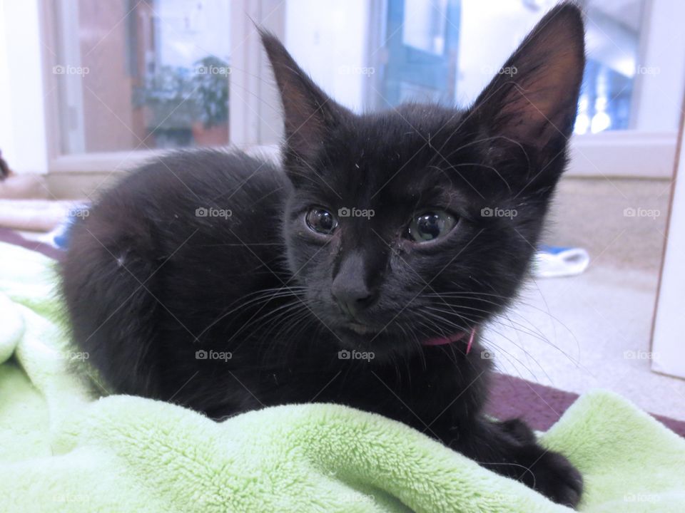 Black Kitten. Black shelter kitten