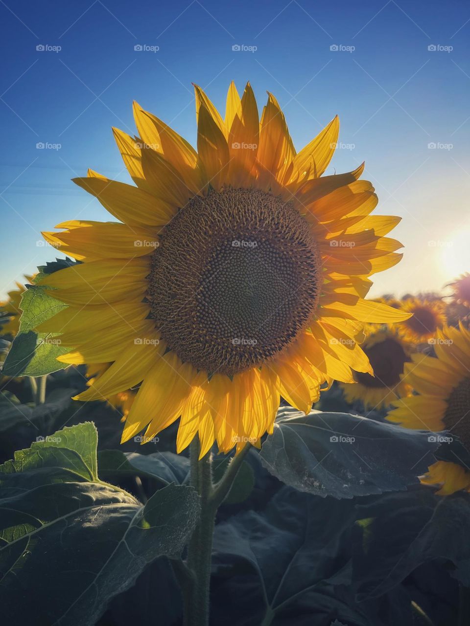 Sunflower