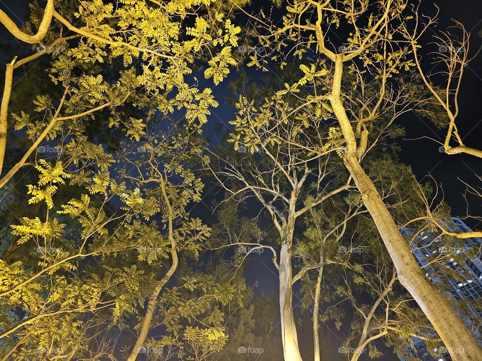 Trees at Hong Kong Victoria Park