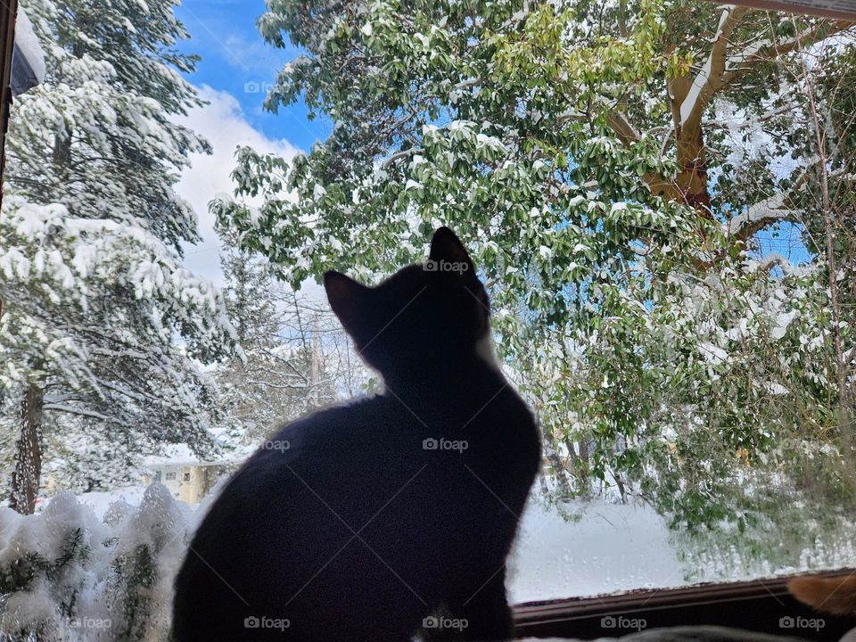 Little black kitten looking out the window glass to the snow outside on the trees with blue sky.