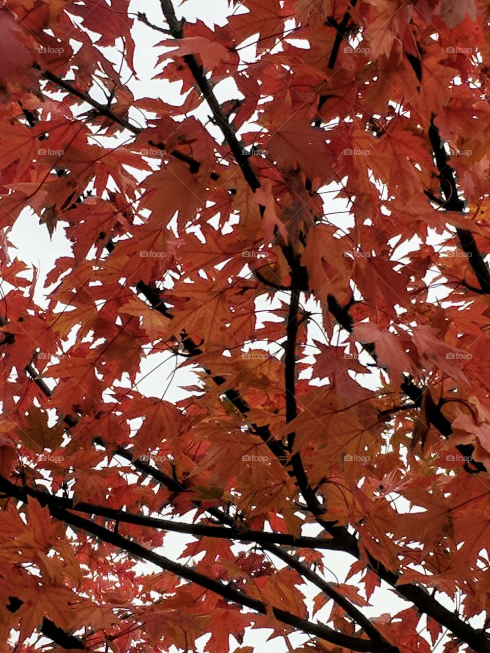 red maple