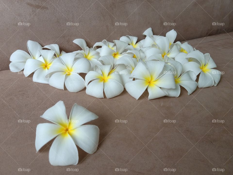 Beautiful Plumeria