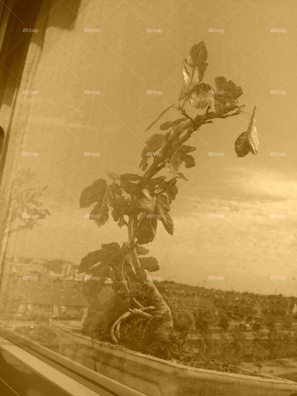 bonsais in a window. bonsais in a window looking at the street