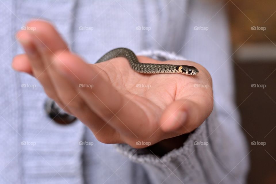 small snake in the hand child girl close up