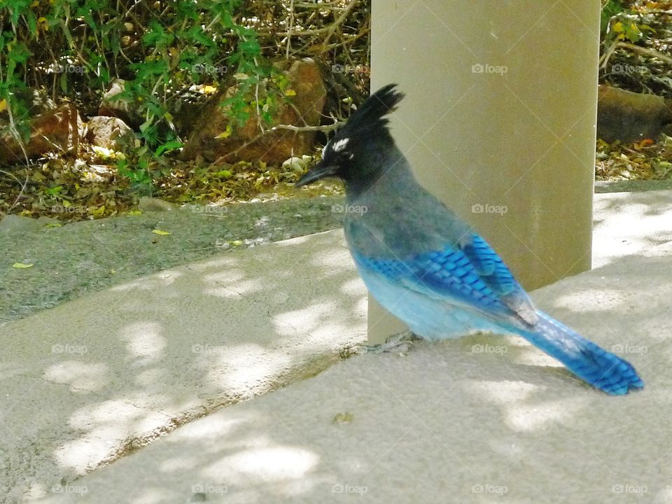 Blue Jay Sideview