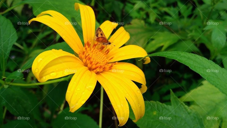 Tithonia diversifolia is a type of plant shaped like a sunflower with yellow petals and orange flower core