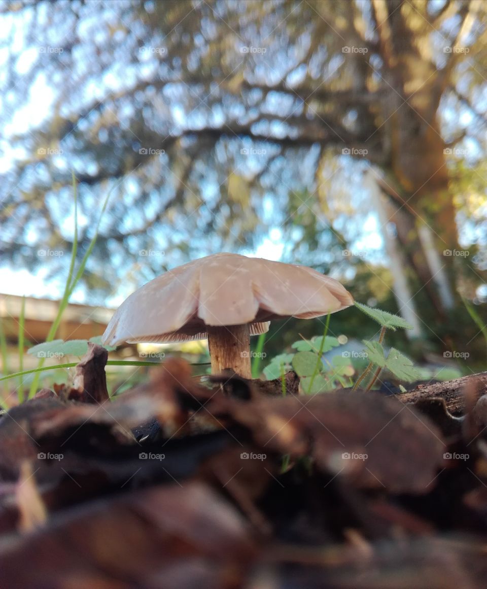 mushroom