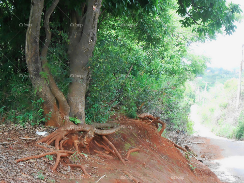 Exposed Tree Roots