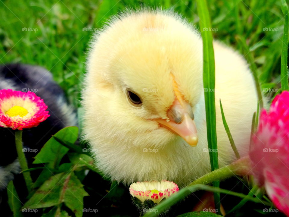 yellow chick in macro