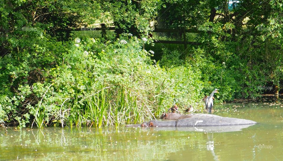 Hippos lying in the water with a heron perched on back