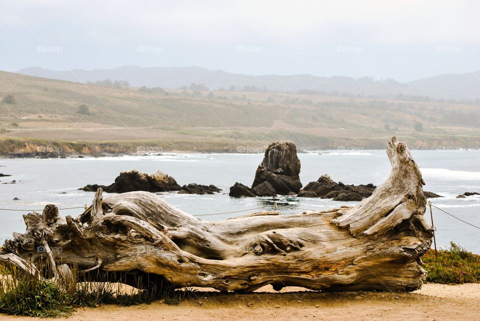 Pacific Driftwood