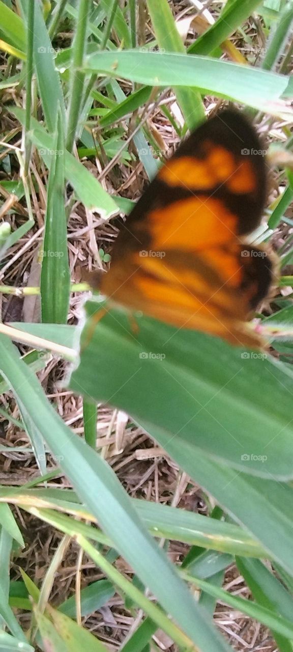 beautiful orange butterfly