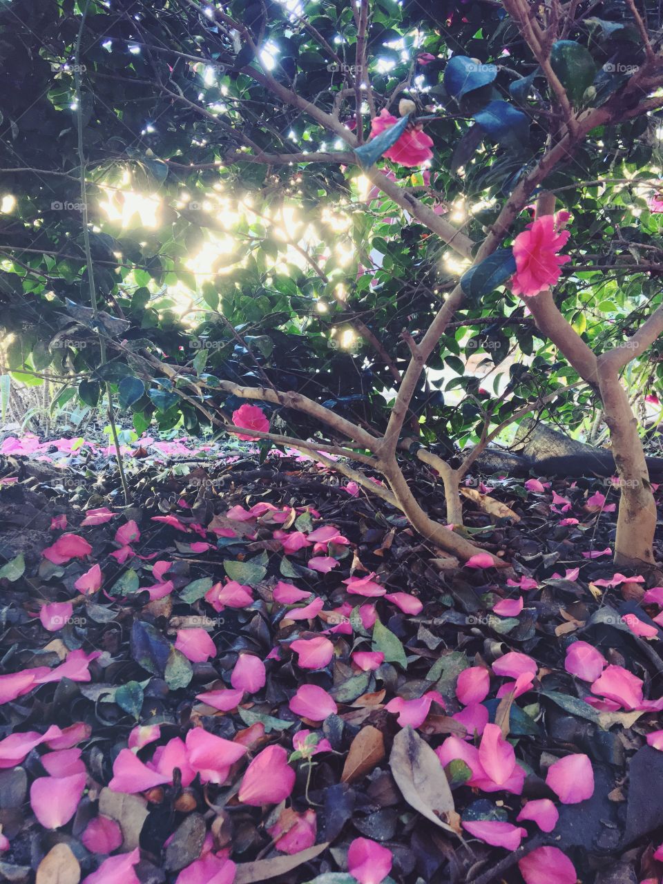 Fallen pink petals from tree