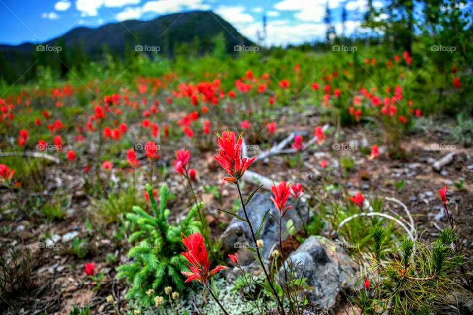 fields of paintbrush