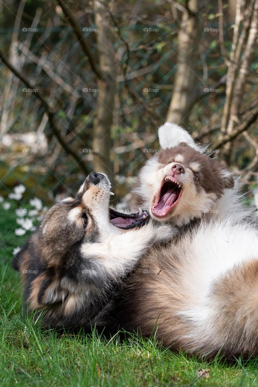 Portrait of a young Finnish Lapphund dog playing with puppy