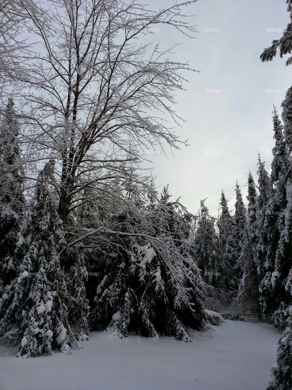 Forest in winter with trees covered with son