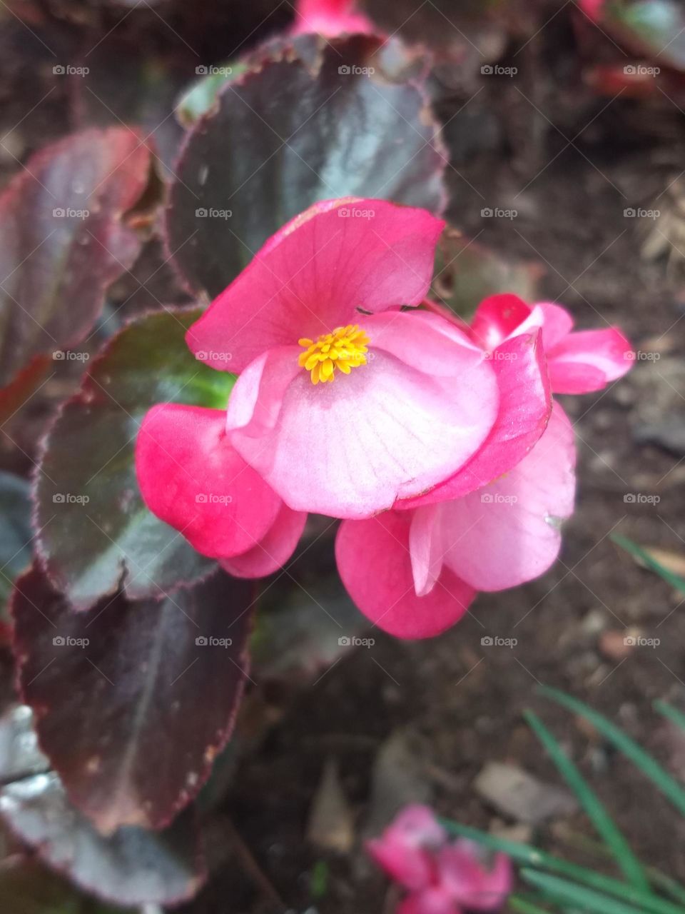 pink Flower