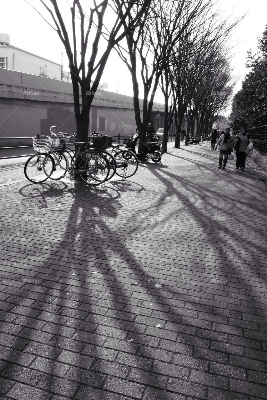 Zelvoka trees in Japan