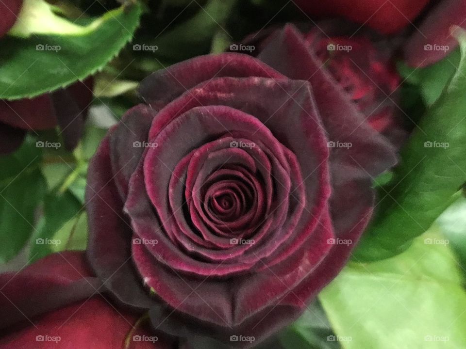 Dark red velvet rose