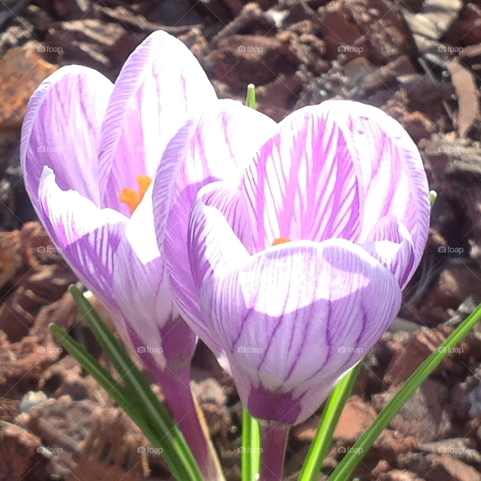 Beautiful purple flowers blooming for the start of Spring.