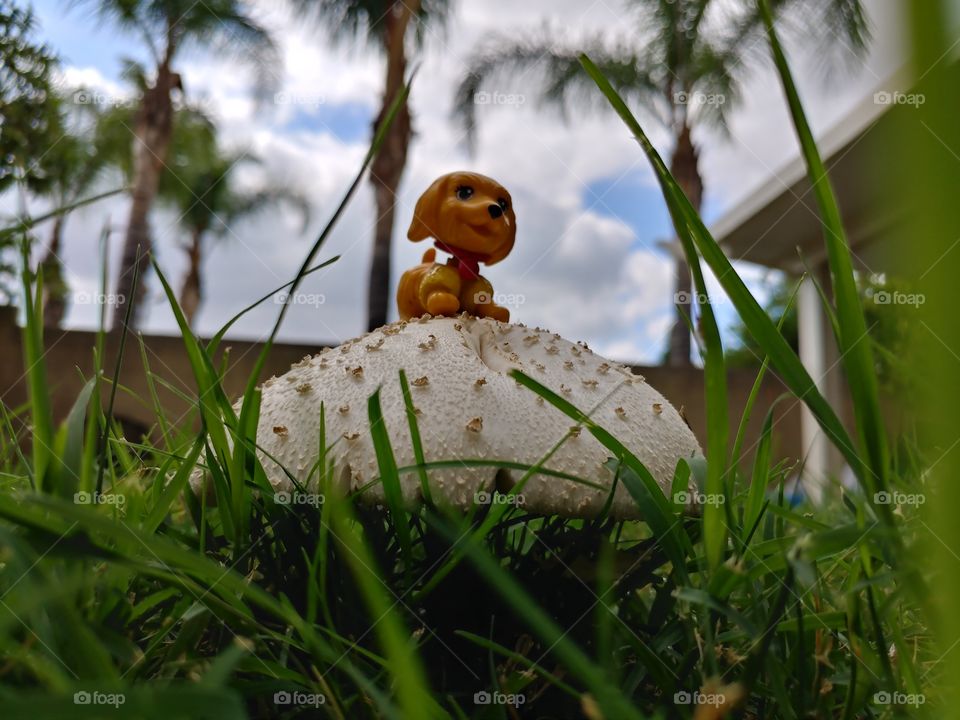 High On Mushroom