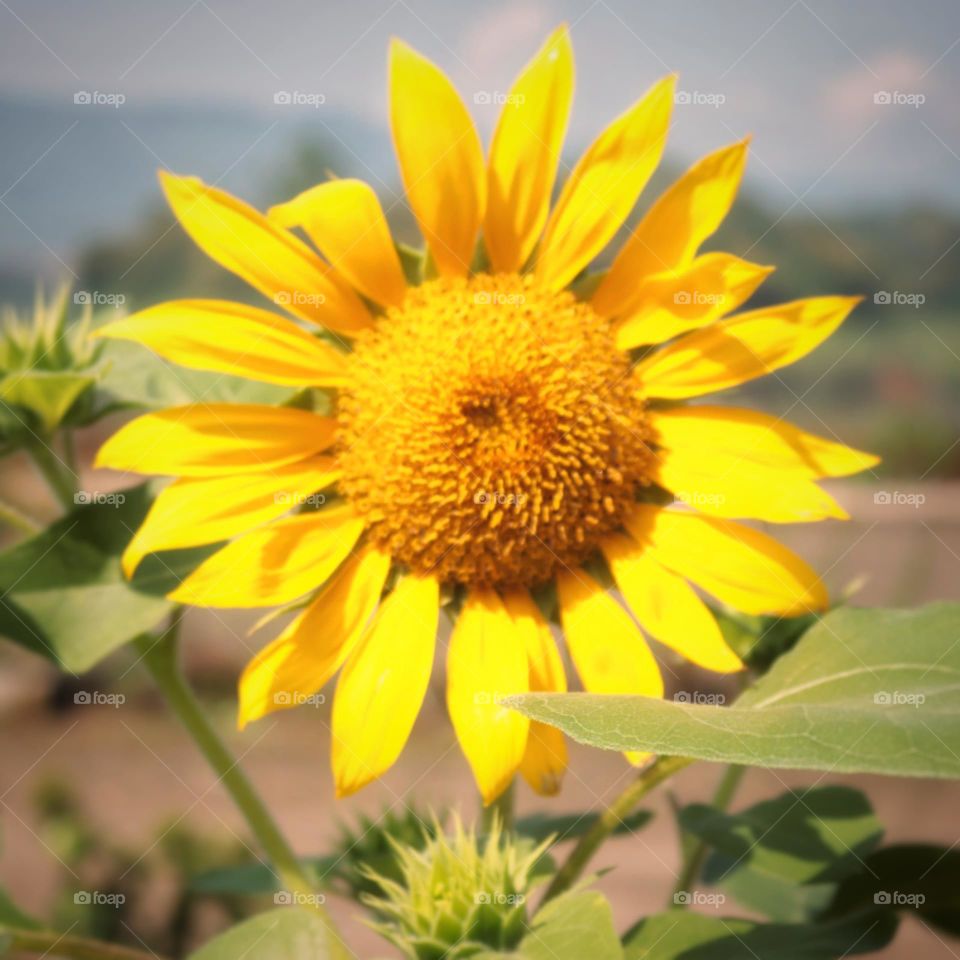 sunflower