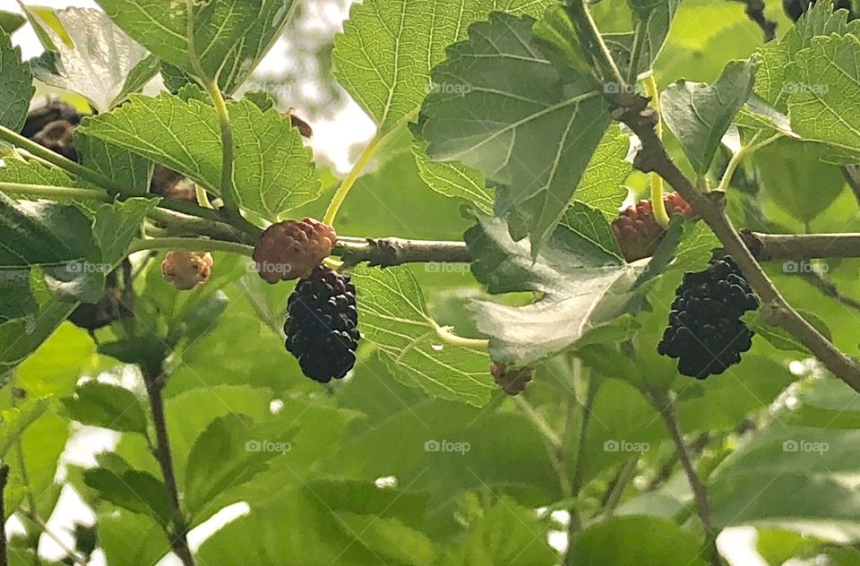 Mulberries 