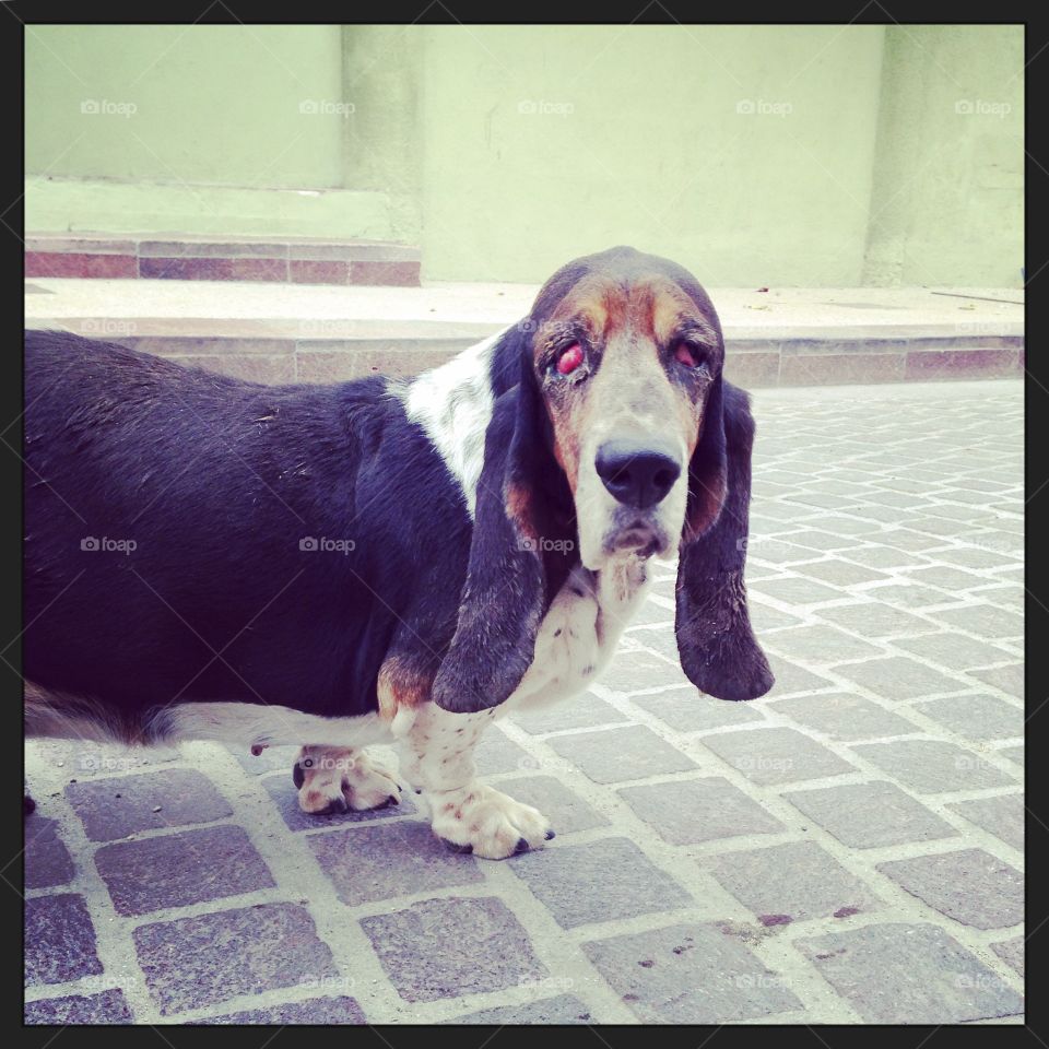 Blind basset hound dog in the San Jose Del Cabo, Mexico