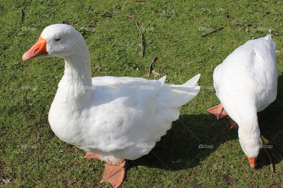 White ducks