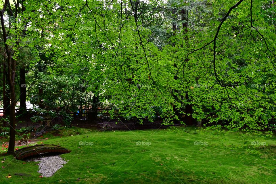 Lush green lawn