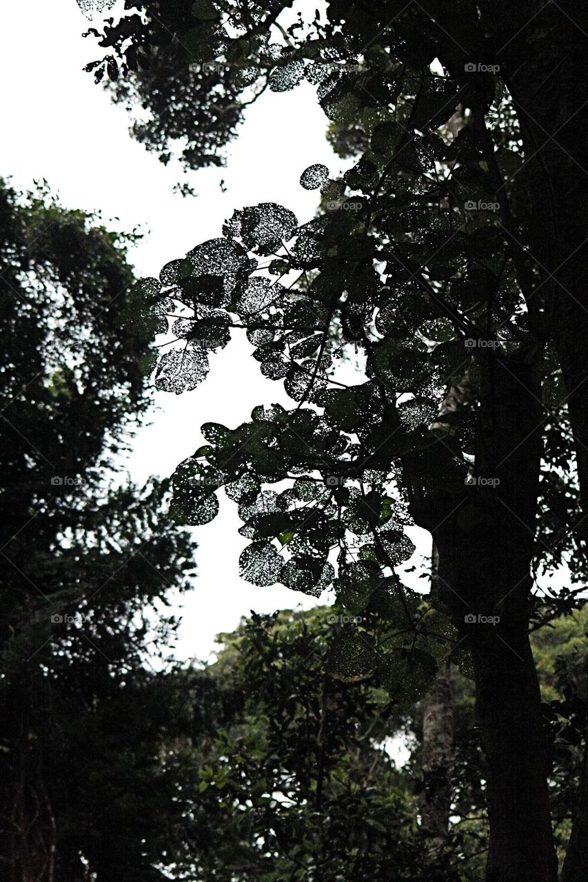 Rainforest canopy 