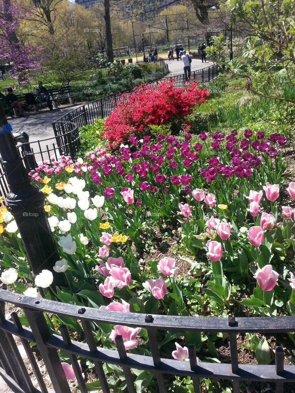 spring flowers nyc central park