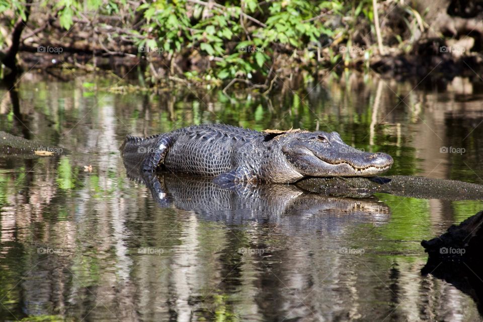 Florida Gator