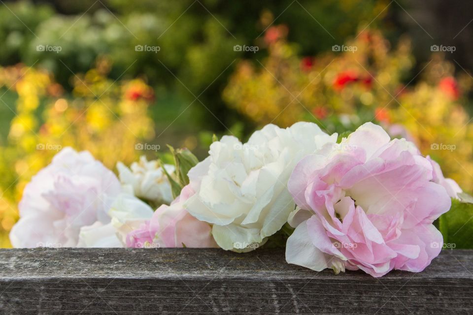 Sweet blooming flowers with sunny bokeh