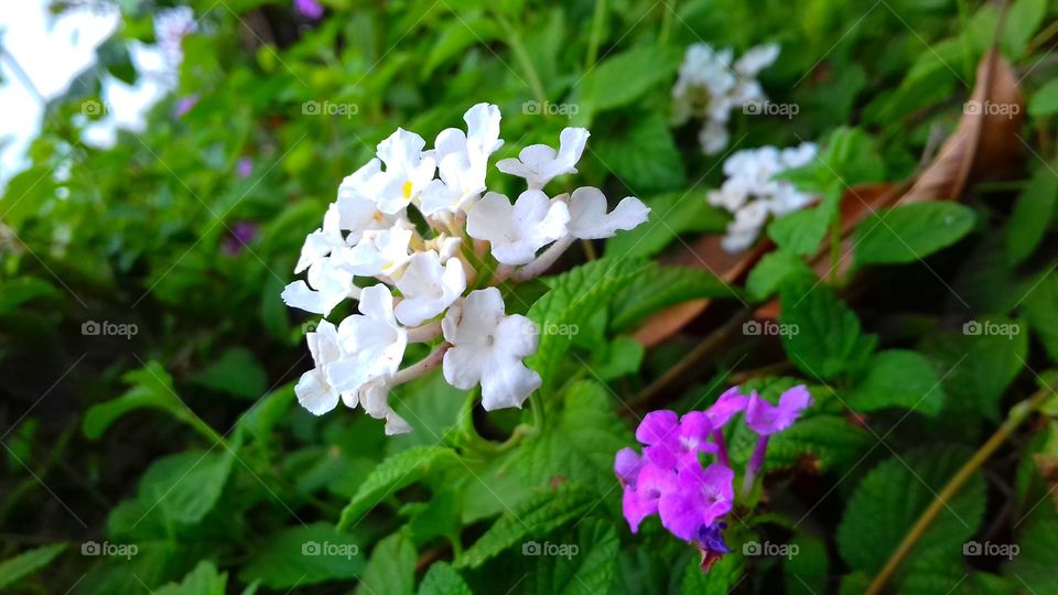 White Flowers. Fresh white flowers are most closely associated with purity and innocence. The delicate whiteblossoms represent honesty, purity, and perfection. ... For many, whiteroses are the perfect bridal flower. Buyers can buy this beautiful pic.