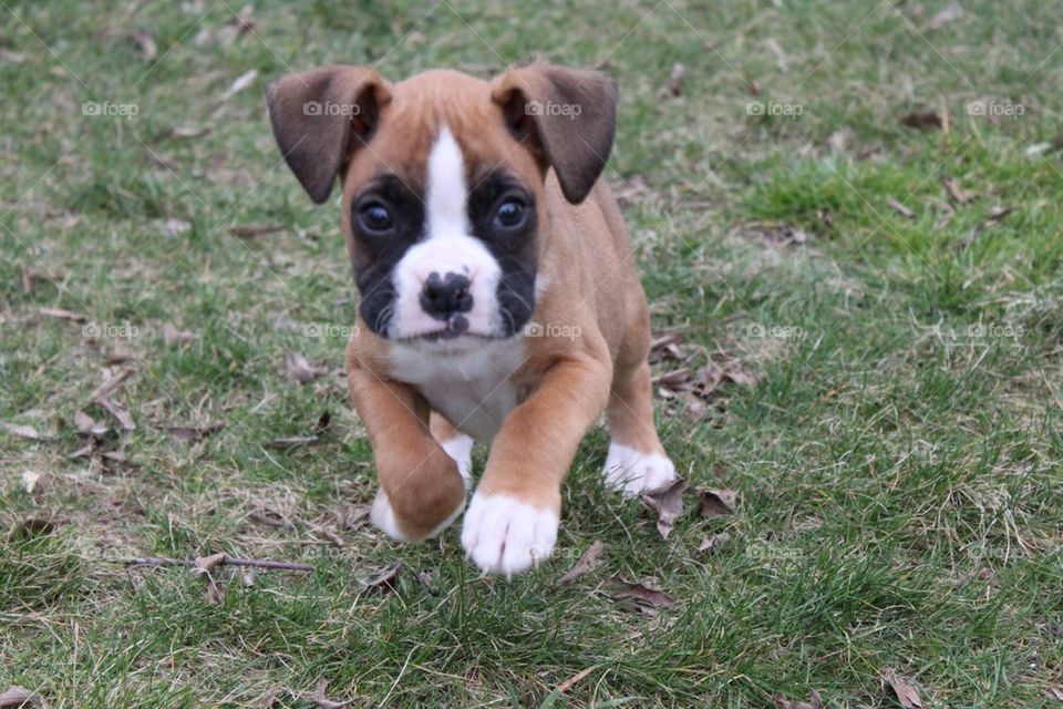 Boxer puppy