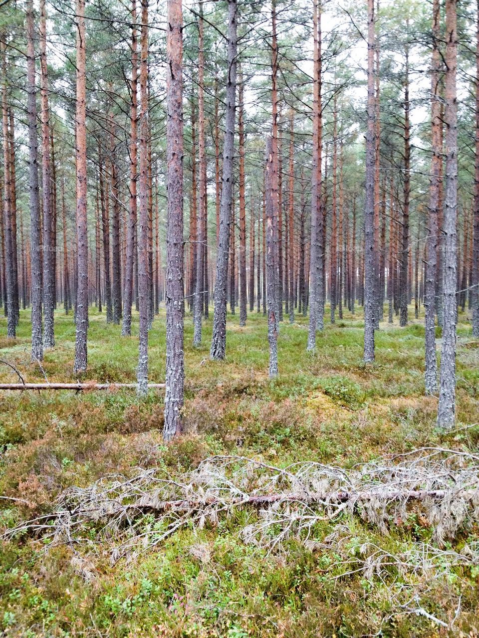 Swedish forrest