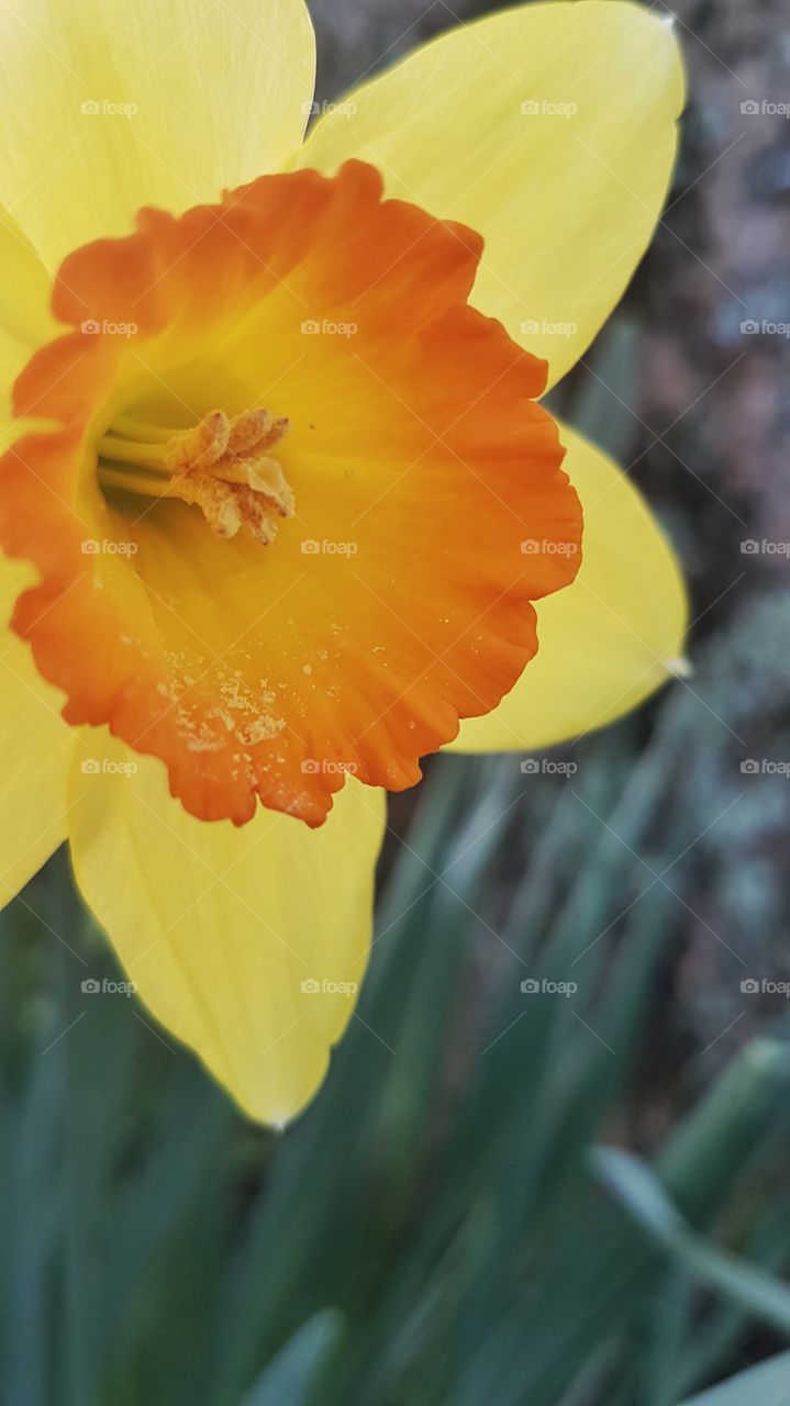 close up Daffodil Day spring