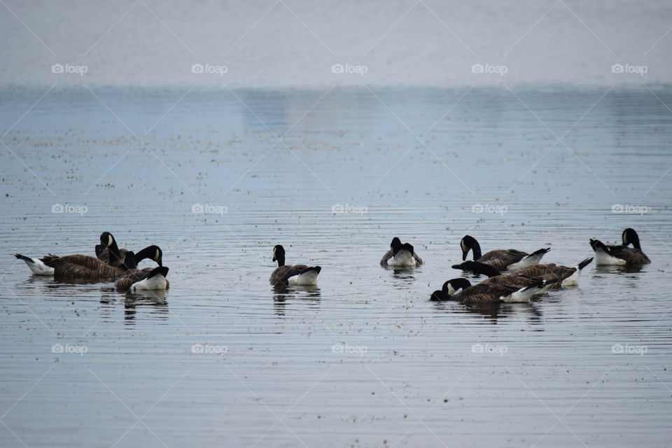 Duck, Bird, Goose, Waterfowl, Water