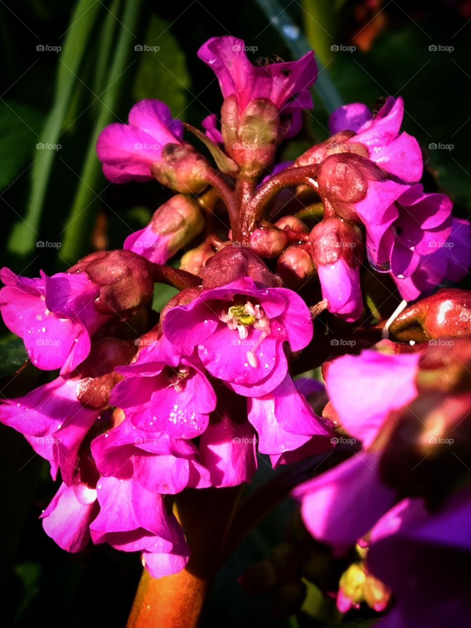 Spring.  Pink flower badan