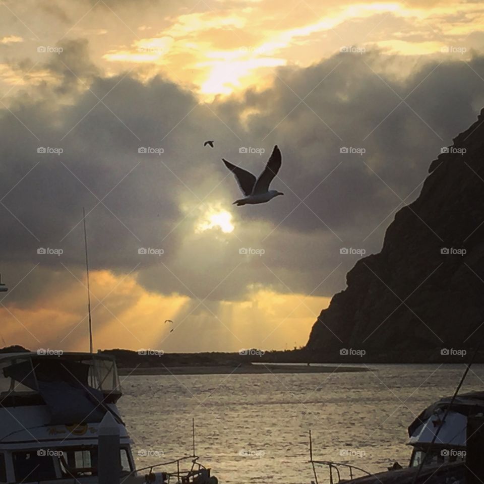 Seagull silhouette in sun rays