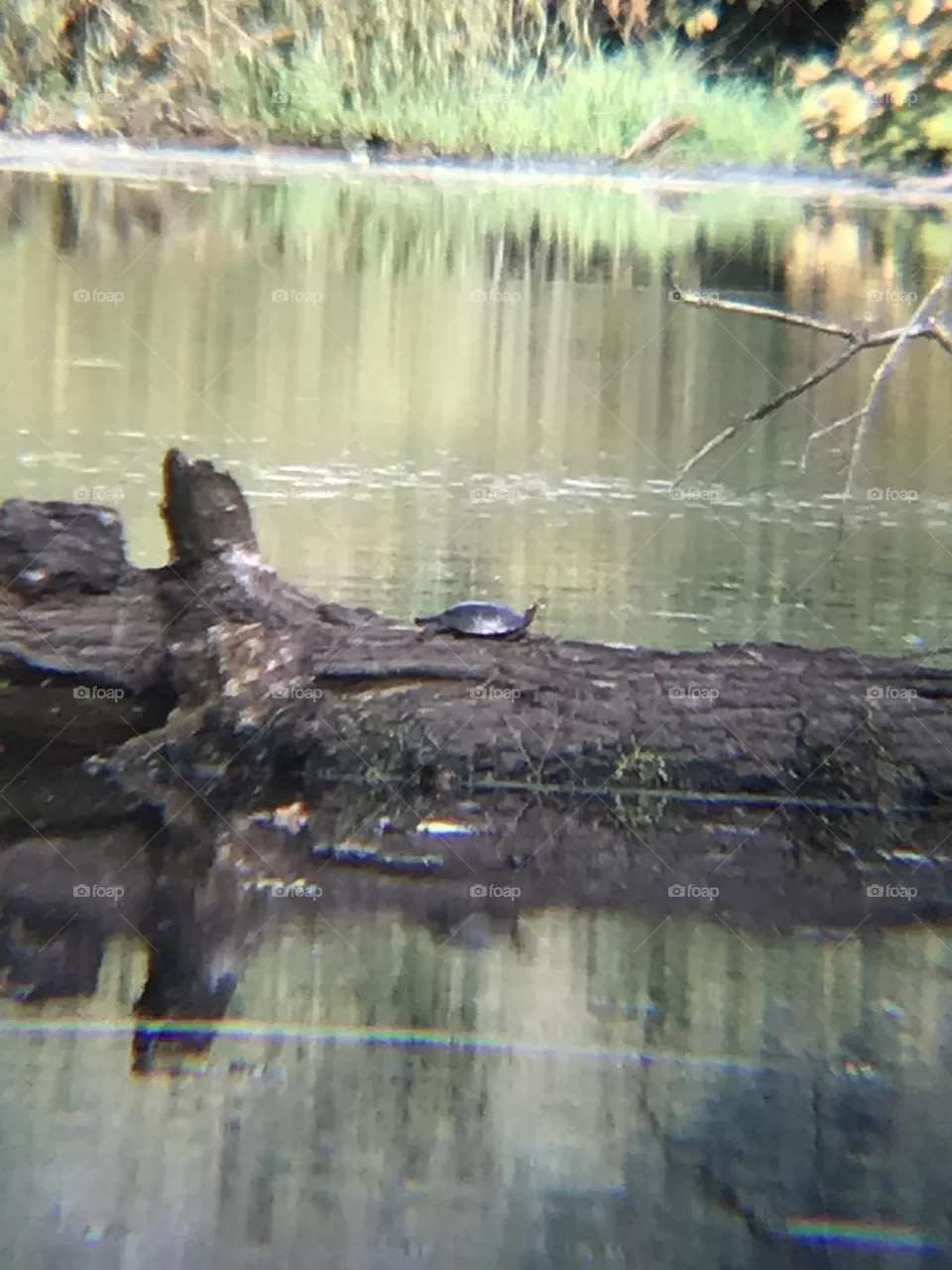 Turtle