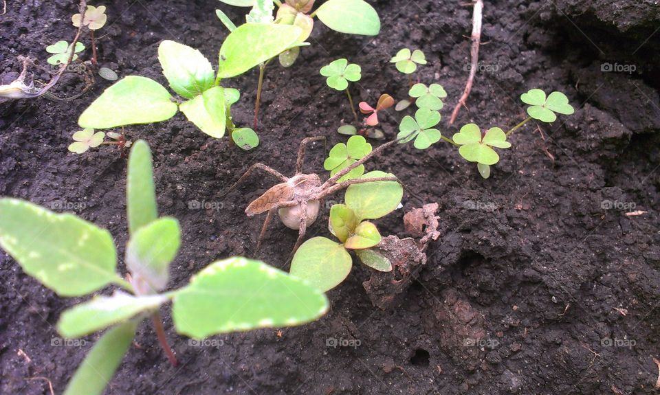 Soil, Ball Shaped, Leaf, Ground, Sprout