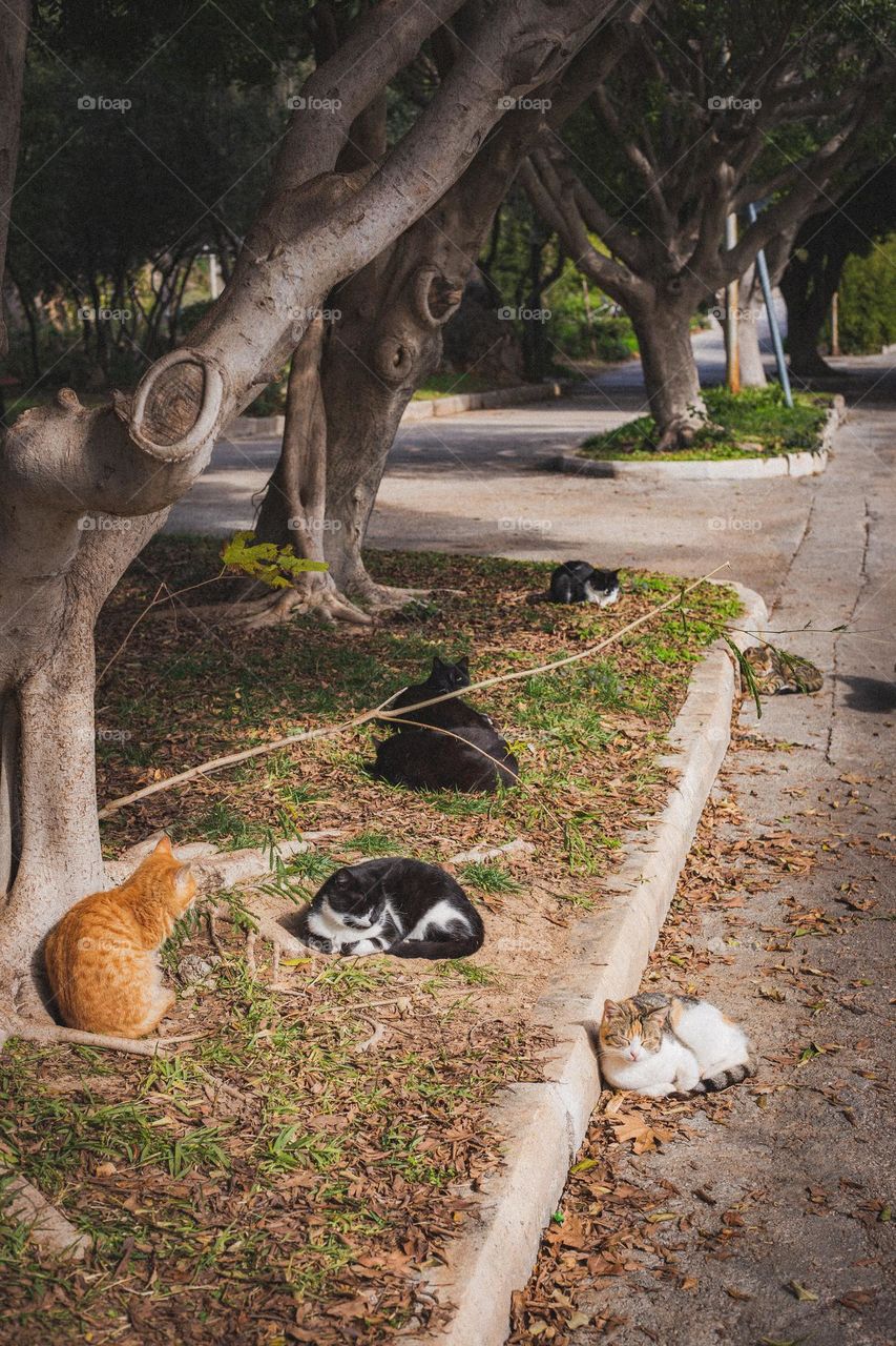 Cats in Turkey 