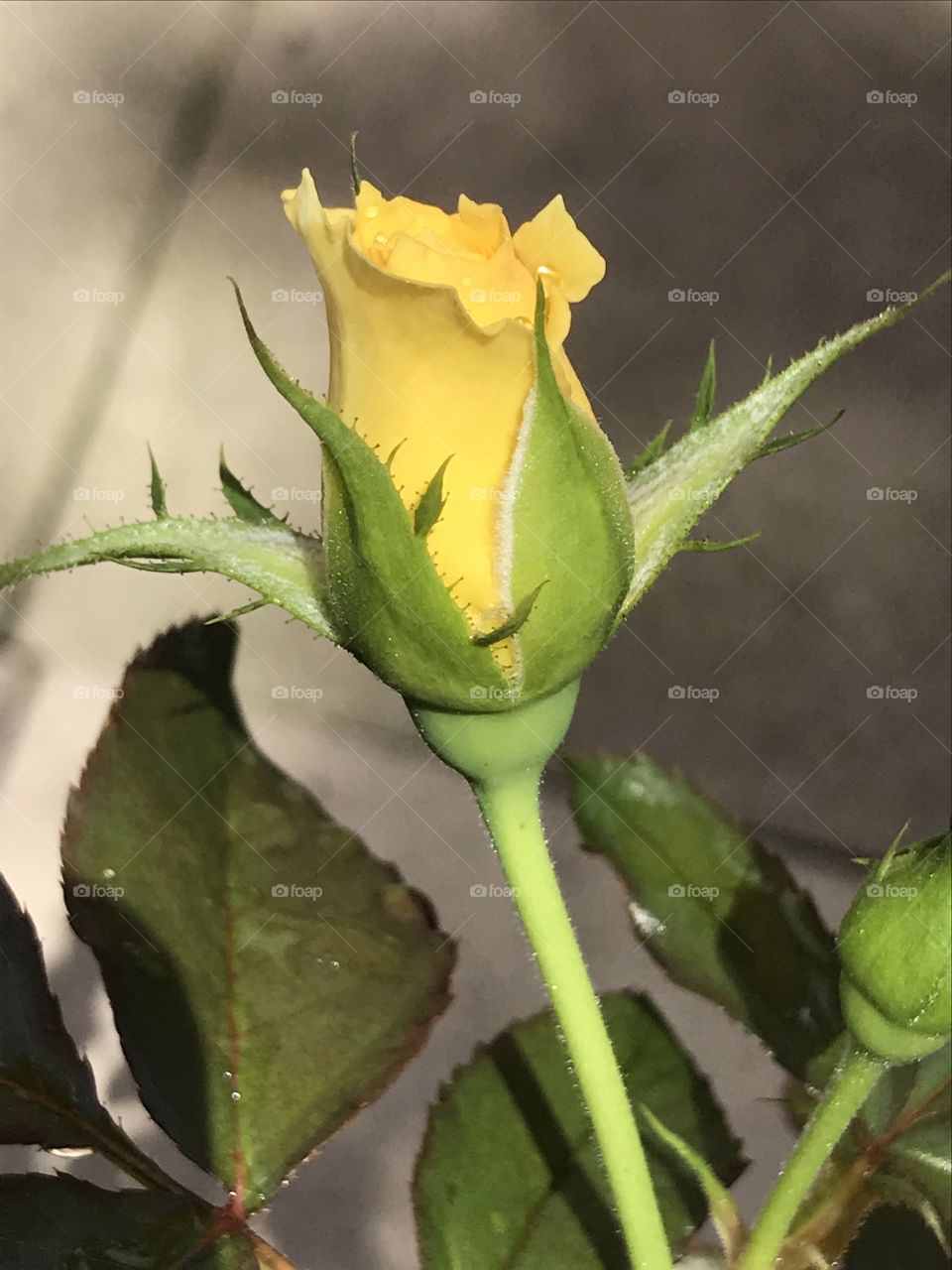 Rose bud 