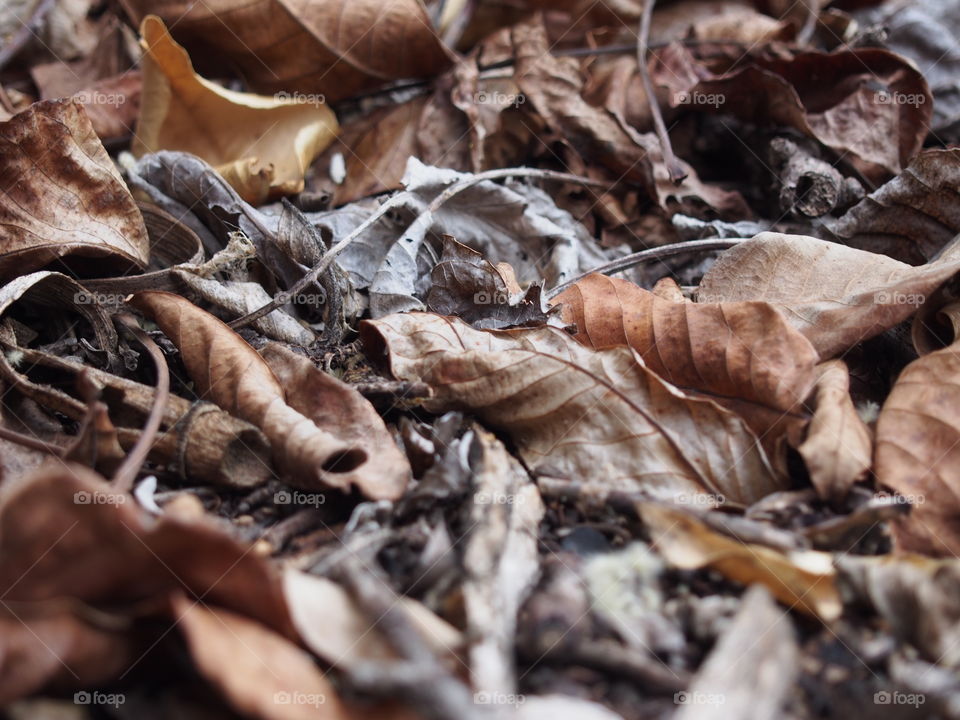 Elevated view of dry autumn leaves