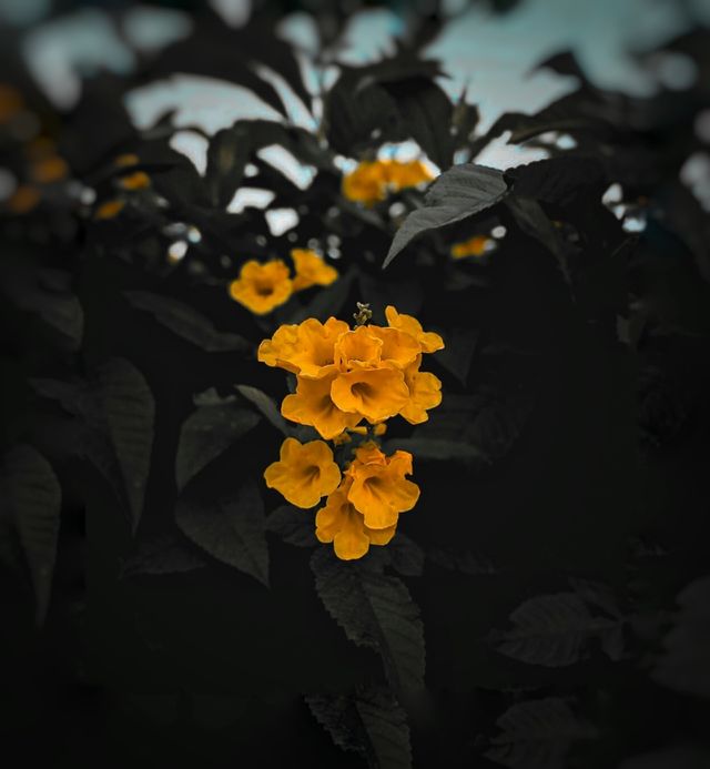 "flowers grow back, even after they are stepped on ...so will i " 🌼❤️