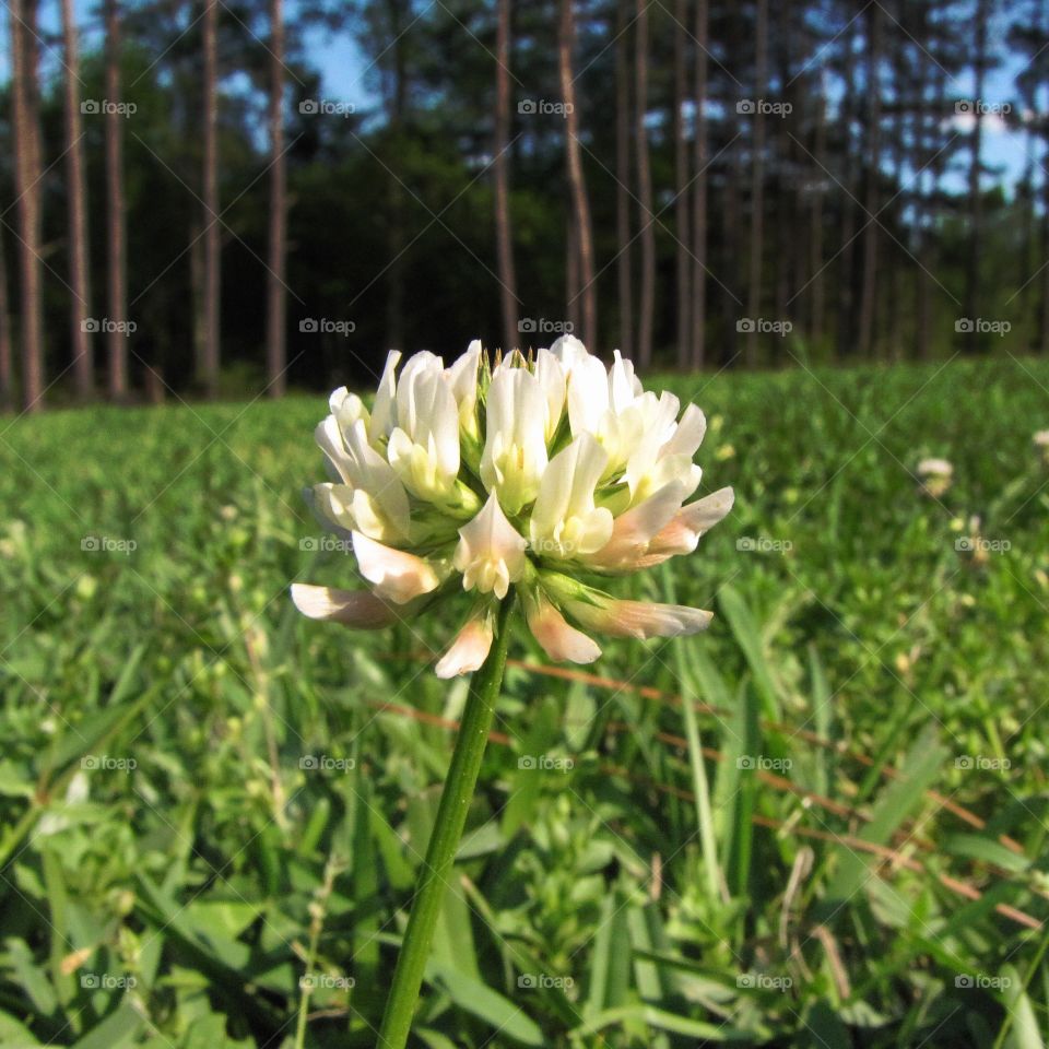 Clover flower or papilionaceous 