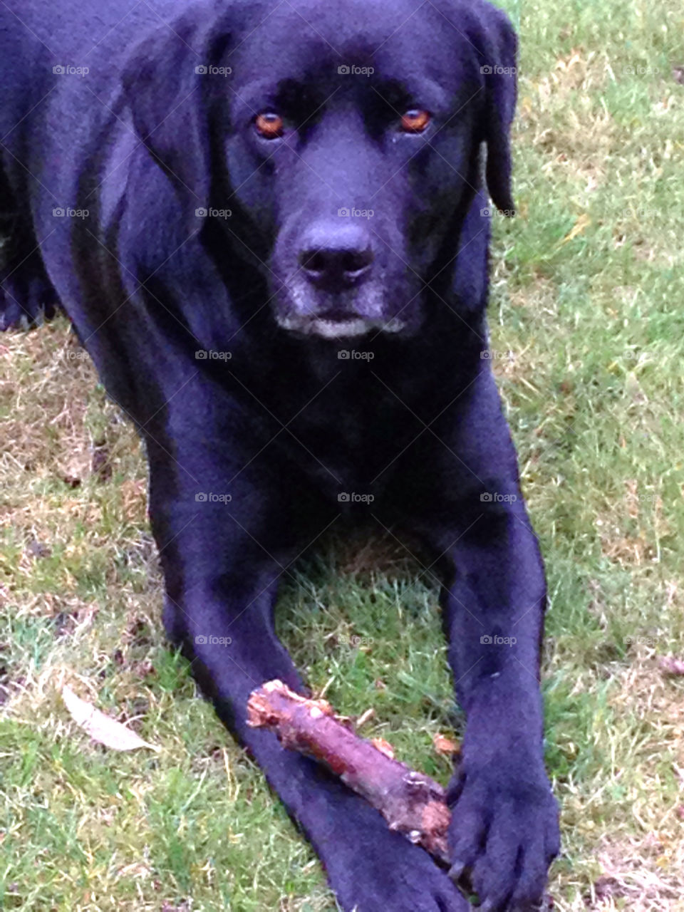 garden black dog hund by elluca