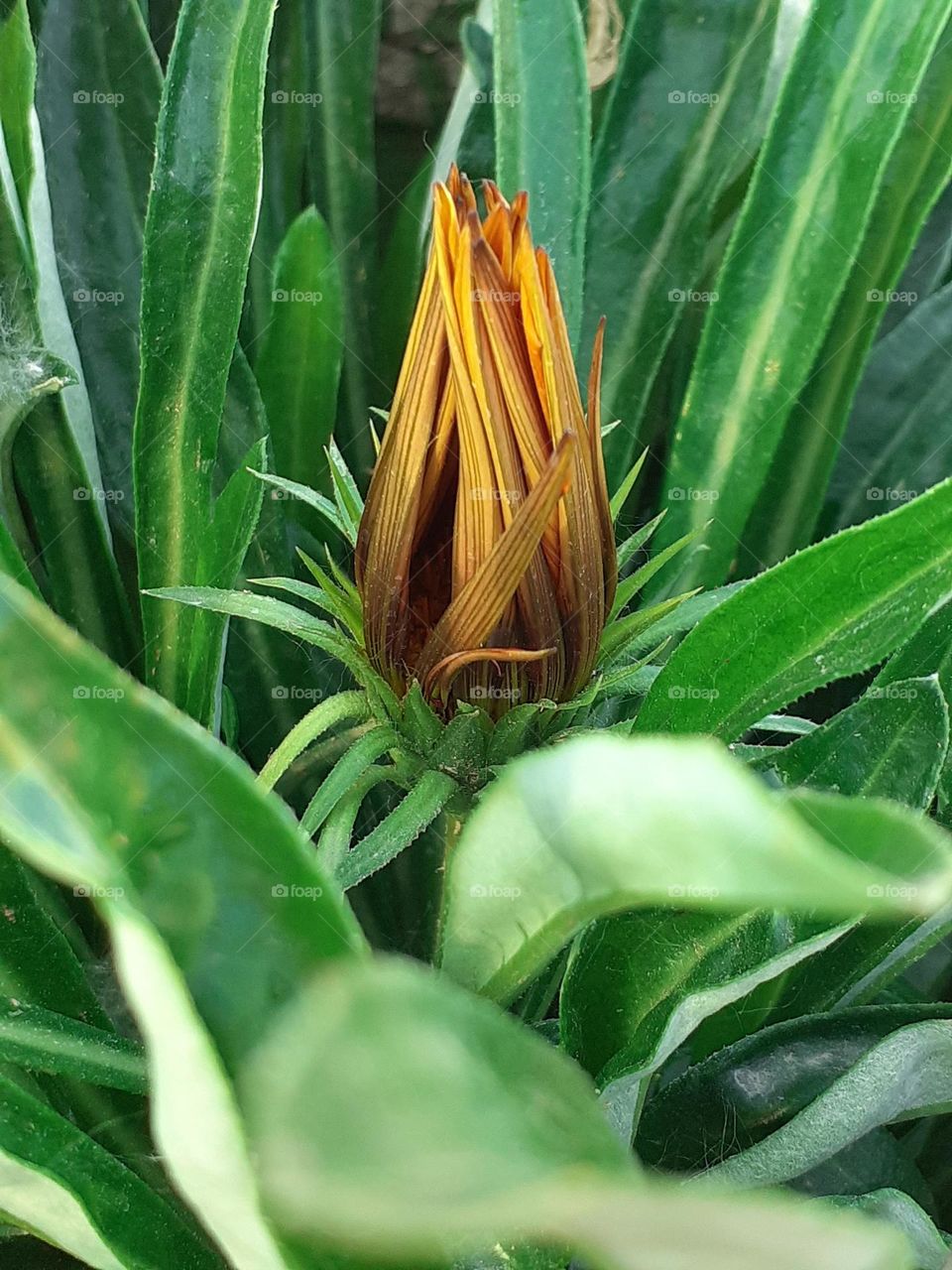 la flor se cierra sin sol